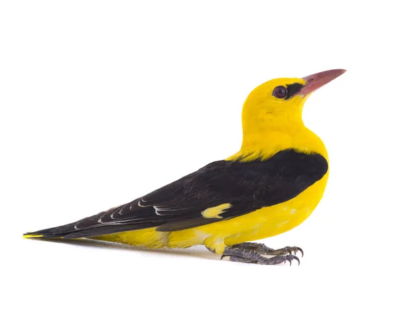 Curiosa Eurasiatica Golden Oriole Oriolus Oriolus Isolata Sfondo Bianco — Foto Stock