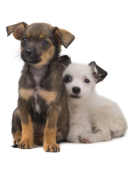 Deux Chiots Isolés Sur Fond Blanc — Photo