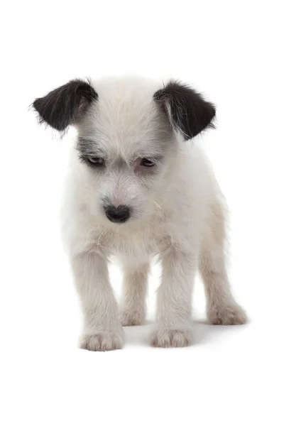 Puppy Looking Isolated White Background — Stock Photo, Image