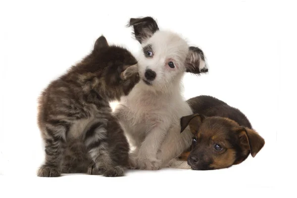 Chaton Regarde Chiot Dans Étonnement Isolé Sur Fond Blanc — Photo