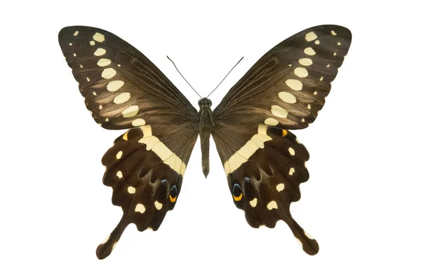 Farfalla Papilio Lormieri Isolata Fondo Bianco — Foto Stock
