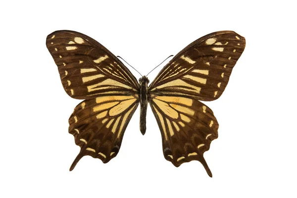 Mariposa Papilio Benguetana Filipinas —  Fotos de Stock