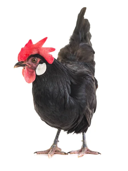 Black Hen White Background — Stock Photo, Image