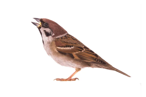 Sparrow Isolerad Vit Bakgrund — Stockfoto