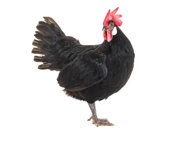 Black Hen White Background — Stock Photo, Image