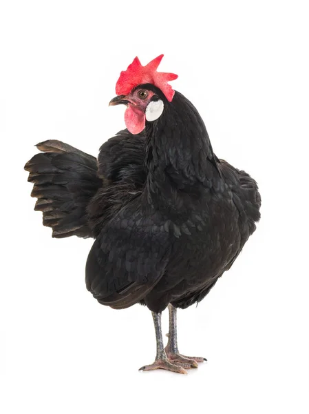 Black Hen White Background — Stock Photo, Image