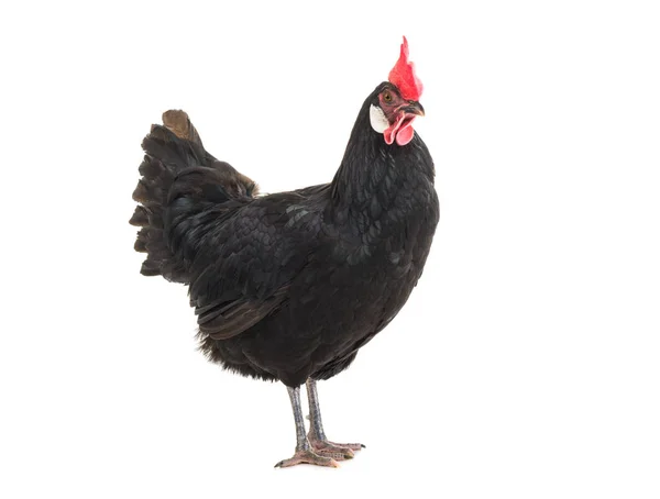 Черная Курица Белом Фоне — стоковое фото