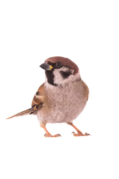 Sparrow Isolated White Background — Stock Photo, Image