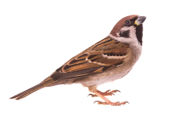 Sparrow Isolated White Background — Stock Photo, Image