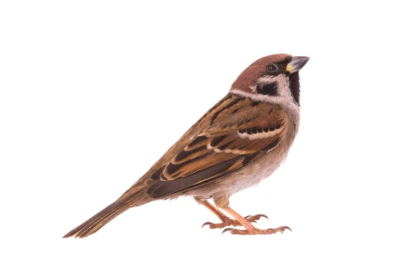 Sparrow Isolerad Vit Bakgrund — Stockfoto