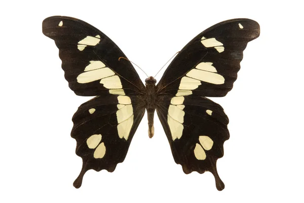 Motýl Papilio Hesperus Izolovaných Bílém Pozadí — Stock fotografie