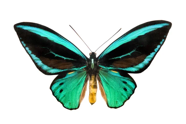 Farfalla Ornithoptera Priamus Poseidon Isolato Sfondo Bianco — Foto Stock