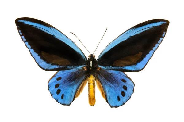 Farfalla Ornithoptera Priamus Urvilleanus — Foto Stock