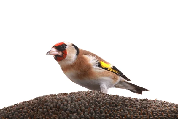 Retrato Goldfinch Isolado Fundo Branco — Fotografia de Stock