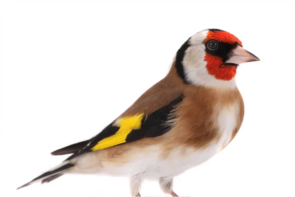 Portrait Goldfinch Isolated White Background — Stock Photo, Image