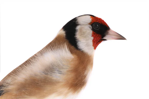 Portrait Goldfinch Isolated White Background — Stock Photo, Image