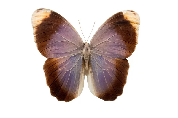Butterfly Caligo Beltrao Isolated White Backgroun — Stock Photo, Image