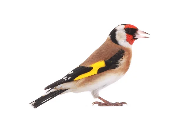 Goldfinch Isolated White Background — Stock Photo, Image