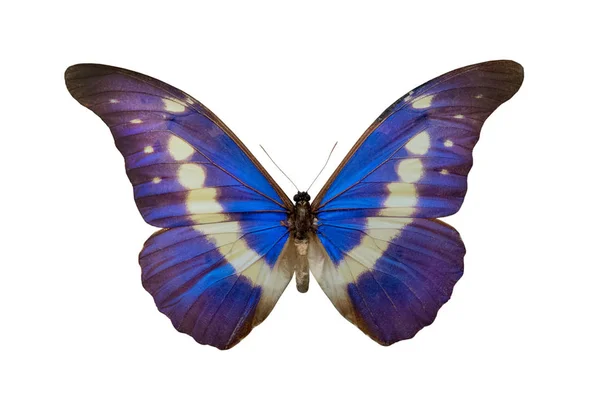 Butterfly Morpho Helena Isolated White Background — Stock Photo, Image