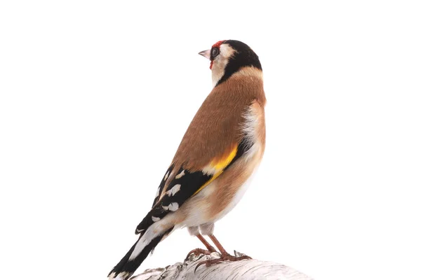 Goldfinch Isolado Fundo Branco — Fotografia de Stock