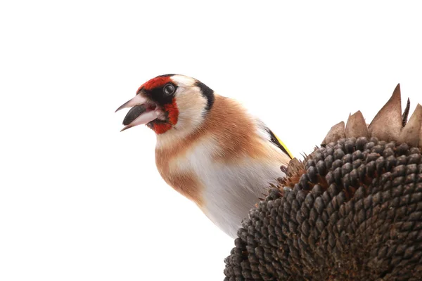 Goldfinch Sentado Talo Girassol Isolado Fundo Branco — Fotografia de Stock