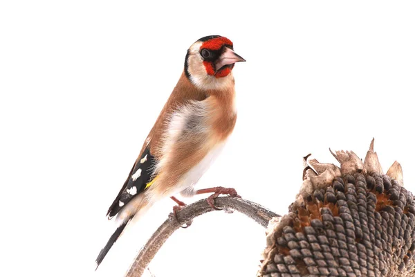 Goldfinch Sittande Stjälk Solros Som Isolerad Vit Bakgrund — Stockfoto