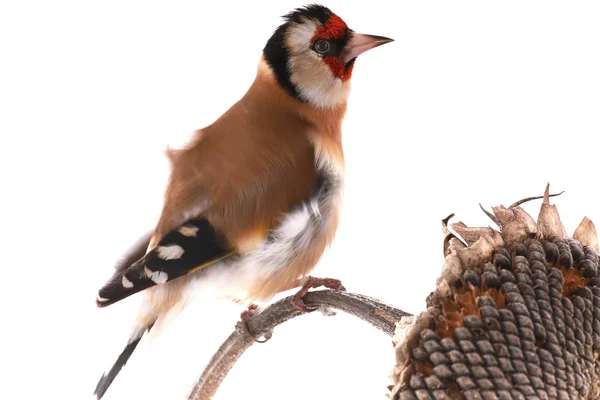 Goldfinch Sentado Talo Girassol Isolado Fundo Branco — Fotografia de Stock