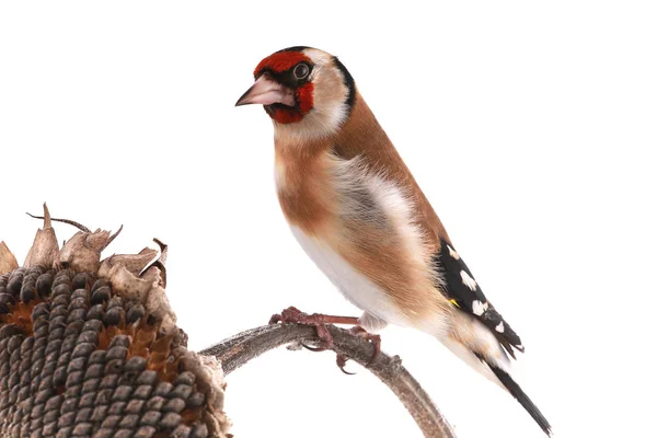 Goldfinch Sentado Talo Girassol Isolado Fundo Branco — Fotografia de Stock