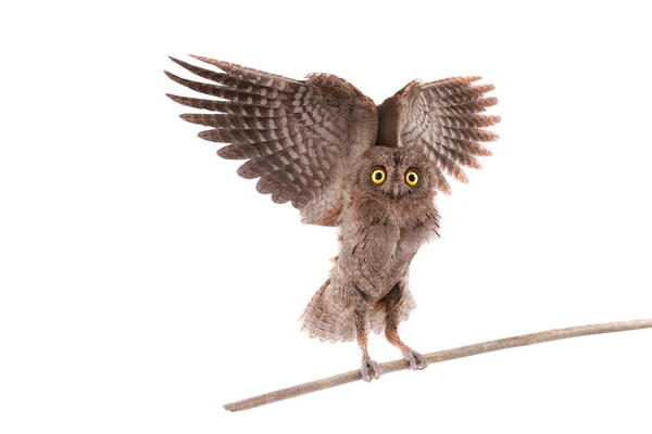 Flight European Scops Owl White Background — Stock Photo, Image