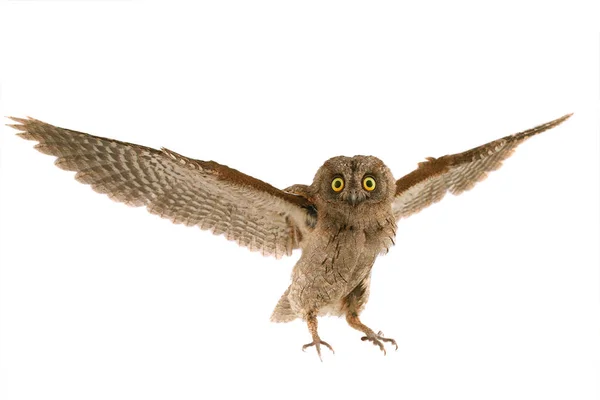 Flight European Scops Owl White Background — Stock Photo, Image