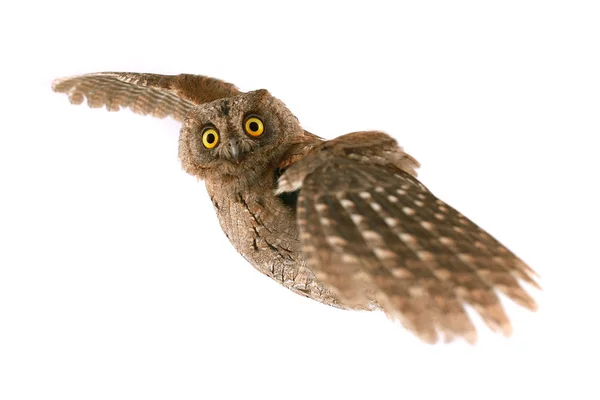 Flight European Scops Owl White Background — Stock Photo, Image