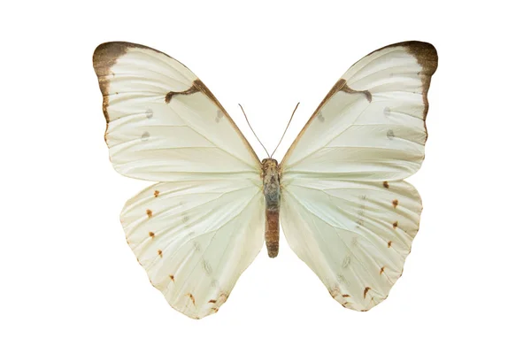 Бабочка Morpho Laertes Изолированы Белом Фоне — стоковое фото