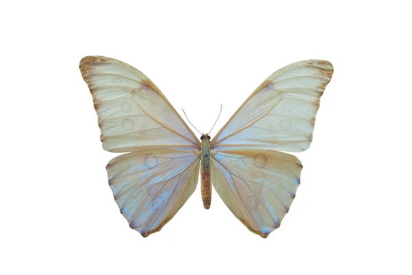 Бабочка Morpho Aurora Изолированы Белом Фоне — стоковое фото