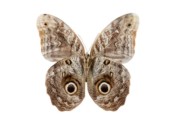 Mariposa Caliqo Brasiliensis Aislada Sobre Fondo Blanco — Foto de Stock