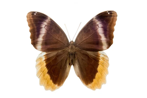 Бабочка Caliqo Urarus Изолированы Белом Фоне — стоковое фото