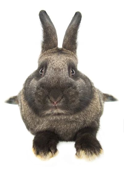 Kaninchen Verzerrt Durch Eine Weitwinkel Nahaufnahme Auf Weißem Hintergrund — Stockfoto