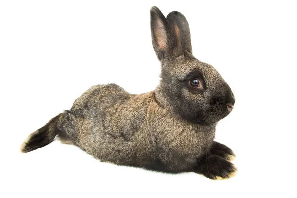 Rabbit Distorted Wide Angle Close White Background — Stock Photo, Image