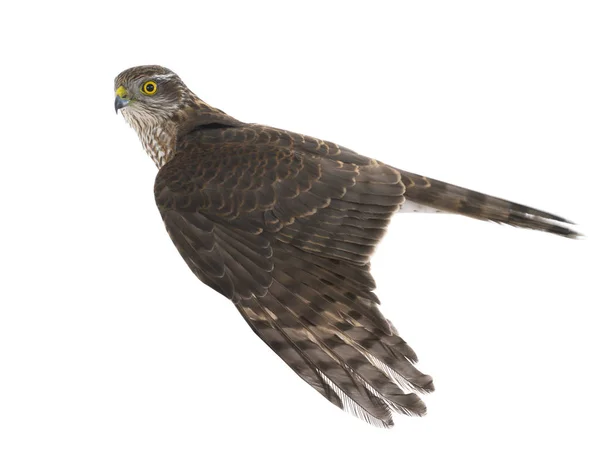 Falcon Geïsoleerd Een Witte Achtergrond — Stockfoto