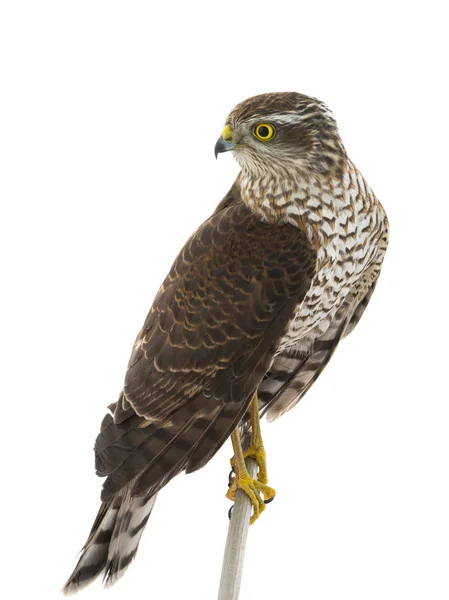 Falcon Geïsoleerd Een Witte Achtergrond — Stockfoto