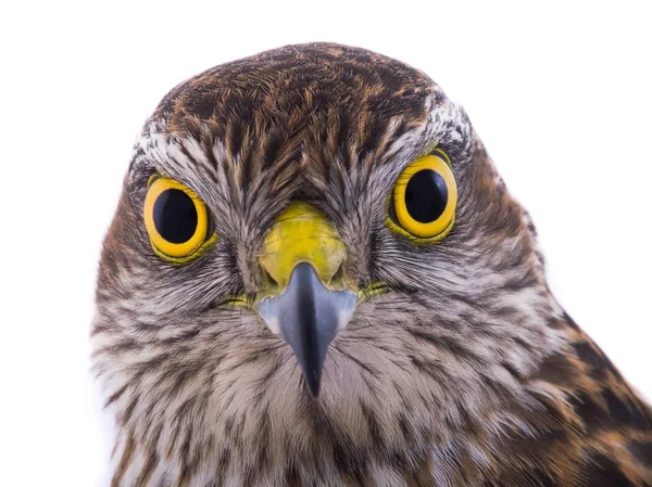 Portarait Falcon Isolated White Background — Stock Photo, Image