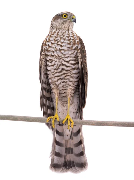 Falke Isoliert Auf Weißem Hintergrund — Stockfoto