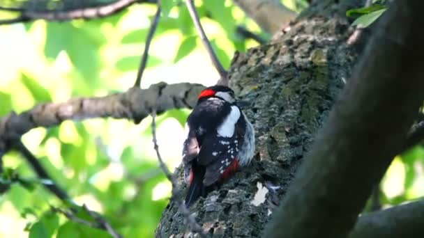 Great Spotted Woodpecker Grita Sobre Los Peligros Nido Que Acerca — Vídeos de Stock