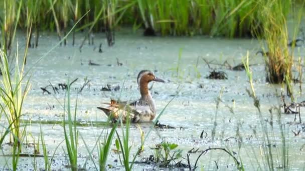 Mallard Anas Platyrhynchos Parado Orilla Pato Salvaje Macho — Vídeos de Stock