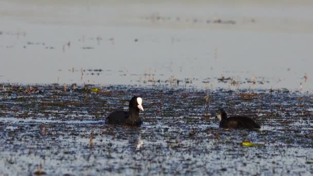 Blässhühner Und Entlein Auf Dem See Klang — Stockvideo