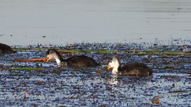 Eurasian Coot Patinho Lago Som — Vídeo de Stock