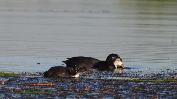 Eurasian Coot Och Ankungar Sjön Ljud — Stockvideo