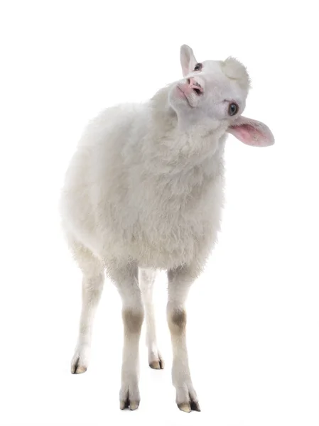 Ovce Izolované Bílém Pozadí — Stock fotografie