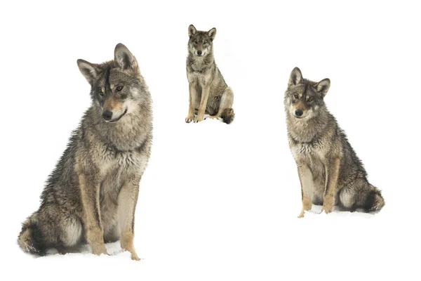 Lobo Gris Árbol Canis Lupus Aislado Sobre Nieve Sobre Fondo —  Fotos de Stock