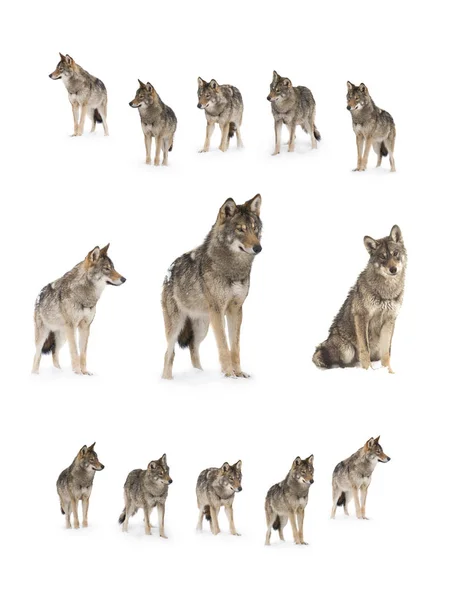 Pack Wolves Canis Lupus Isolated Snow White Background — Stock Photo, Image