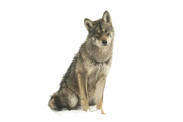 Lobo Gris Canis Lupus Aislado Sobre Nieve Sobre Fondo Blanco —  Fotos de Stock